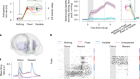 An opponent striatal circuit for distributional reinforcement learning