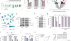 Converging mechanism of UM171 and KBTBD4 neomorphic cancer mutations