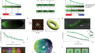 Global modules robustly emerge from local interactions and smooth gradients