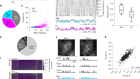 Brain-wide presynaptic networks of functionally distinct cortical neurons
