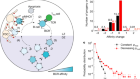 Regulated somatic hypermutation enhances antibody affinity maturation