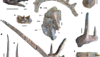 Extreme armour in the world’s oldest ankylosaur
