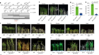 Report both positive and negative effects of gene changes on crops