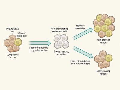 how chemotherapy works