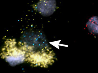A recipe book for cell types in the human brain