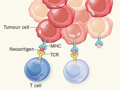 The structure of a T-cell mechanosensor