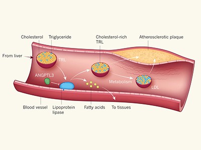 Platelets have a dangerous hold over immune cells in cardiovascular disease