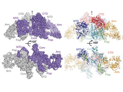 thyroglobulin structure