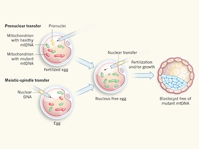 Mitochondrial genome editing gets precise