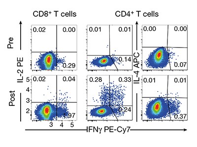 Covid 19 Vaccine Bnt162b1 Elicits Human Antibody And T H 1 T Cell Responses Nature