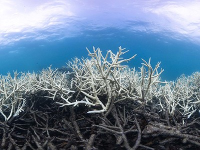 Great Barrier Reef: accept ‘in danger’ status, there’s more to gain ...