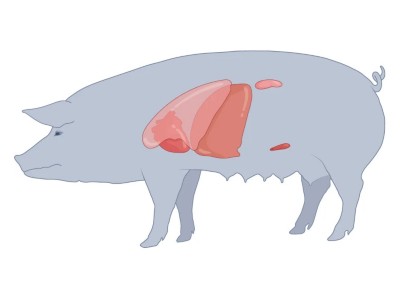 Will pigs solve the organ crisis? The future of animal-to-human transplants 2