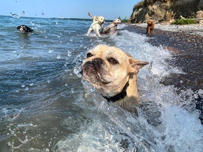 Why do some dogs chase squirrels? Study finds genetic links to canine quirks 2