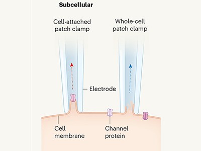 Fastest-ever calcium sensors broaden the potential of neuronal imaging 2