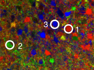 Fast and sensitive GCaMP calcium indicators for imaging neural