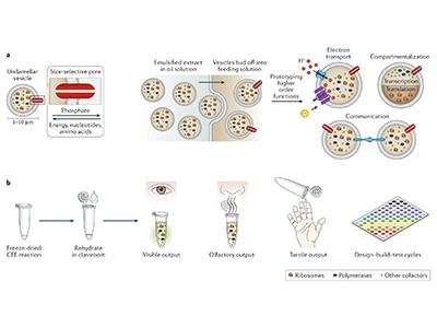 How cell-free processes could speed up vaccine development 2