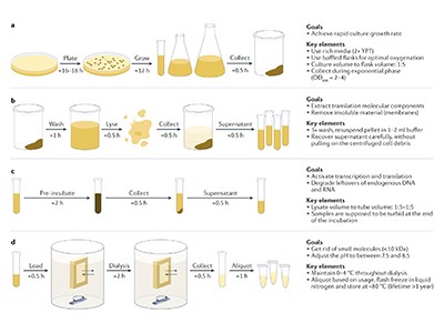 How cell-free processes could speed up vaccine development 1