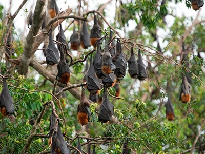Bats play host to a horde of nasty viruses — can studying their immunity help stop pandemics? 1