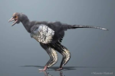 New Roadrunner Dinosaur Found in China