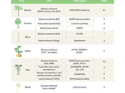 Genetic modification can improve crop yields — but stop overselling it 1