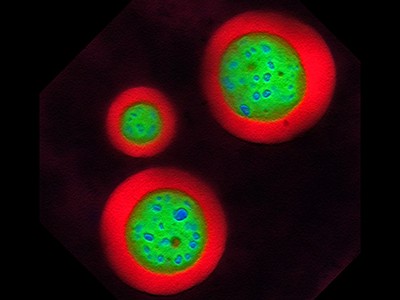 FedEx for your cells: this biological delivery service could treat disease 1