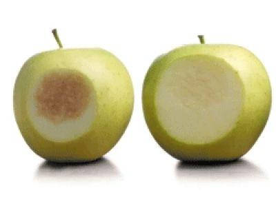 Red-fleshed: The science behind an uncommon apple breed - Fruit Growers News