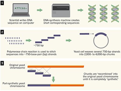 Engineered yeast breaks new record: a genome with over 50% synthetic DNA 3