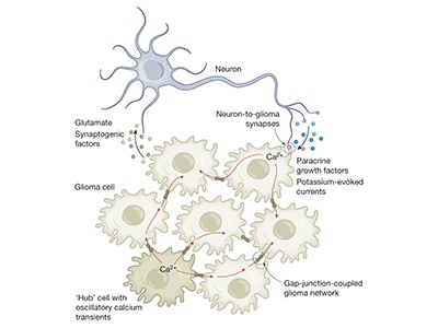 How cancer hijacks the nervous system to grow and spread 2