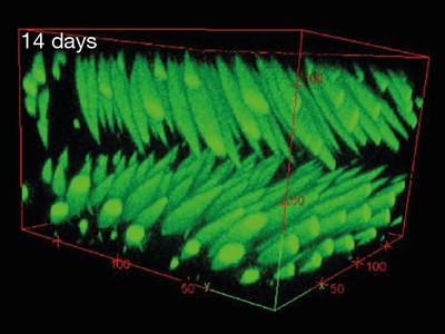 Self-assembling synthetic polymer forms liquid-like droplets