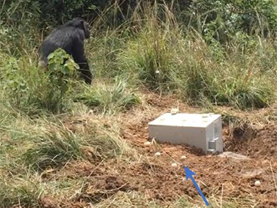 Bees and chimpanzees learn from others what they cannot learn alone 2