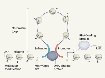 Mammalian cells repress random DNA that yeast transcribes 3