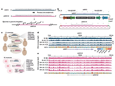 Mammalian cells repress random DNA that yeast transcribes 1