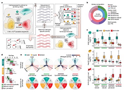 AI-designed DNA sequences regulate cell-type-specific gene expression