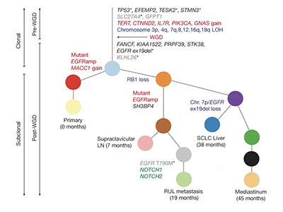 Evolution of Cancer\r
英語版 d41586-025-01127-7_50667578.jpg