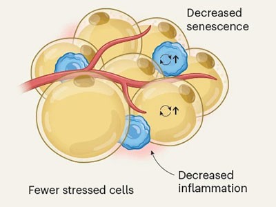 Genetics reveal why people respond differently to GLP-1 weight-loss drugs