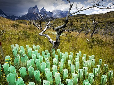 Why carbon credits cannot replace effective climate action