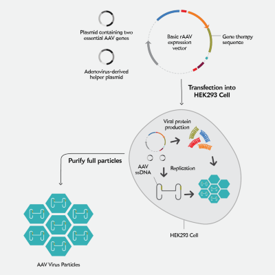 Gene Therapy Process Steps