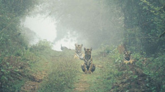 An Ancient 'Tiger God' Helps Communities and Big Cats Coexist in