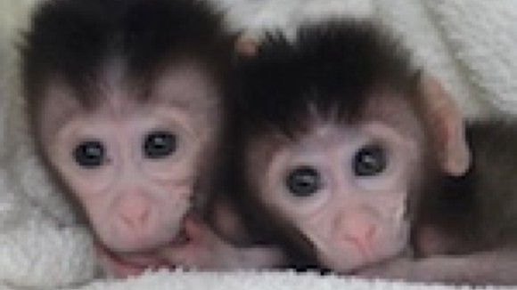 China Is Genetically Engineering Monkeys With Brain Disorders