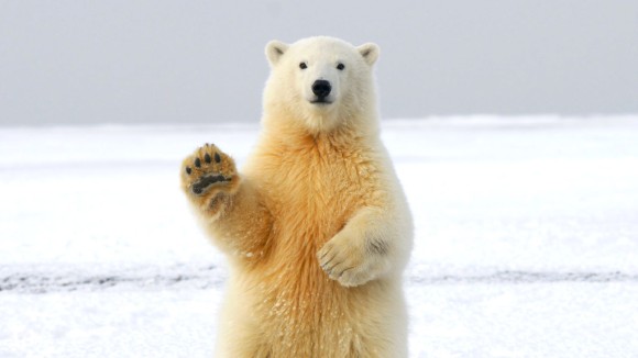 Polar bear fur-inspired sweater is thinner than a down jacket