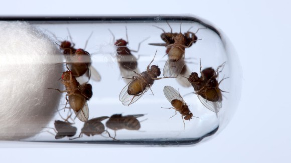 Studi Besar: 61% Klaim Imun Drosophila Terbukti Benar Setelah 50 Tahun