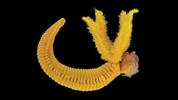 Cacing Laut Dalam Ciptakan Pelindung Kuning dari Mineral Beracun