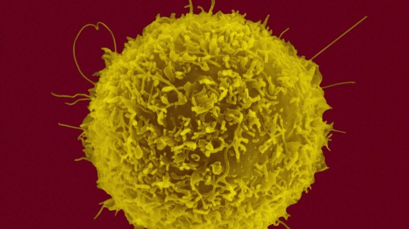 Atlas Multi-Omik Sistem Imun Cina Ungkap Perbedaan Genetik Penting