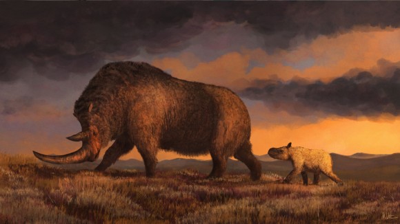 Penemuan Genom Badak Berbulu Terakhir Ungkap Penyebab Kepunahan Cepat