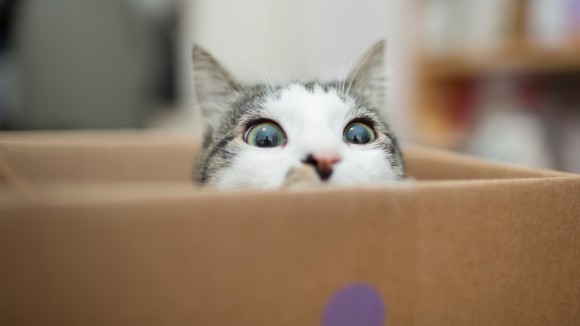 Fisika Kuantum Buktikan Superposisi Bisa Terjadi pada Objek Lebih Besar