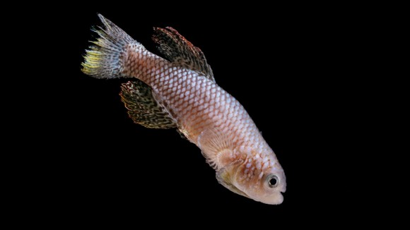 Pola Tidur dan Aktivitas Muda Bisa Prediksi Umur Panjang Ikan Killifish