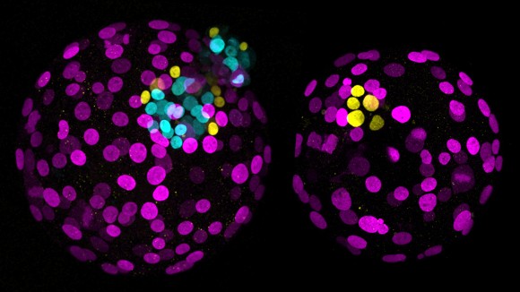 Edited' human embryos reveal secrets of our development — and fuel