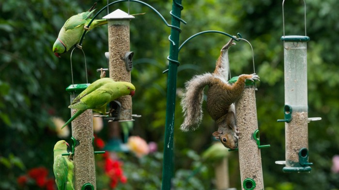 Invasive squirrels and parakeets are thriving in some parts of Europe.