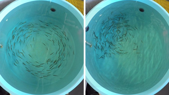 Fish exposed to food odour (right) started looking for dinner, while controls kept swimming against a current (left).