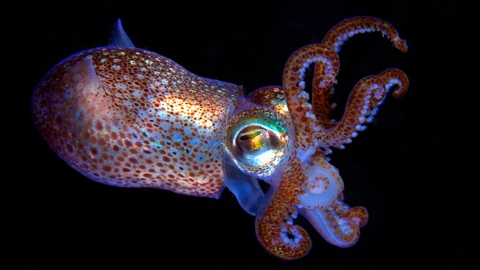 Animals such as the bobtail squid can change colour thanks to their adoption of a bacterial gene.